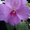 Бальзамины многолетние цветущие - Изображение #3, Объявление #715817