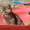 Котёнок Кеша 2 месяца ищет себе дом. - Изображение #1, Объявление #719370