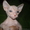 Продажа котят донского сфинкса - Изображение #1, Объявление #706956