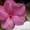 Бальзамины многолетние цветущие - Изображение #5, Объявление #715817