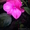 Бальзамины многолетние цветущие - Изображение #6, Объявление #715817
