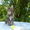котенок мейн-кун девочка-Ангара - Изображение #1, Объявление #732209