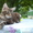 котенок мейн-кун девочка-Ангара - Изображение #2, Объявление #732209