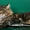 котенок мейн-кун девочка-Ангара - Изображение #3, Объявление #732209