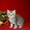Очаровательный шотландский котенок - Изображение #1, Объявление #767819