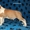 Продаются щенки американского стаффордширского терьера. Рождения – 17.08.2012. . - Изображение #3, Объявление #777471