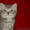 Очаровательный шотландский котенок - Изображение #2, Объявление #767819