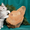Чудо котятки курбобики - Изображение #1, Объявление #793496