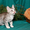 Чудо котятки курбобики - Изображение #2, Объявление #793496
