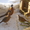 Охотничий фазан - Изображение #2, Объявление #806788