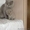 Британский котик на вязку, котятки в продаже. #822026