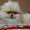 Элитные щенки померанского шпица VIP-classa, Тип-Мишки! - Изображение #1, Объявление #848361