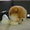 Элитные щенки померанского шпица VIP-classa, Тип-Мишки! - Изображение #5, Объявление #848361