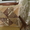 декоративные подушки, чехлы  - Изображение #7, Объявление #834562