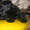 Скотч-терьеры щенки - Изображение #1, Объявление #891924