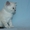 Голубоглазый шотландский котенок. - Изображение #2, Объявление #893624