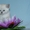 Голубоглазый шотландский котенок. - Изображение #1, Объявление #893624