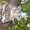 бенгальские котята- различных окрасов #912973