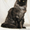 Кот породы Мейн-кун окраса чёрное серебро. #931669