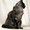 Кот породы Мейн-кун окраса чёрное серебро. - Изображение #2, Объявление #931669