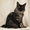 Кот породы Мейн-кун окраса чёрное серебро. - Изображение #3, Объявление #931669