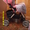 Отличная детская коляска CAPELLA - Изображение #4, Объявление #980284