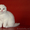 шотландские котята скоттиш фолд. страйт,  хайленд #989941