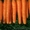 купим крупным оптом морковь #1009270