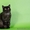 шотландские котята скоттиш фолд. страйт, хайленд - Изображение #2, Объявление #989941