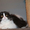 шотландские котята скоттиш фолд. страйт, хайленд - Изображение #5, Объявление #989941