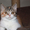 шотландские котята скоттиш фолд. страйт, хайленд - Изображение #3, Объявление #989941
