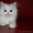 шотландские котята скоттиш фолд. страйт, хайленд - Изображение #4, Объявление #989941