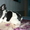  красивые щенки французского бульдога - Изображение #2, Объявление #1036013