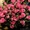 Кустовые розы. Розы 50 см. Свадебные букеты - Изображение #1, Объявление #1061652