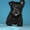 Скотч терьера щенков с родословной  - Изображение #1, Объявление #1049950