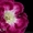 Комнатные цветы: фиалки,  глоксинии,  пеларгонии