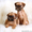 Продажа собак карликовых, а так же других пород - Изображение #3, Объявление #1087357