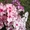 Хризантема, флоксы, всё зимостойко, сам выращиваю  - Изображение #5, Объявление #1095468
