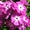 Хризантема, флоксы, всё зимостойко, сам выращиваю  - Изображение #1, Объявление #1095468