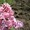 Хризантема, флоксы, всё зимостойко, сам выращиваю  - Изображение #4, Объявление #1095468