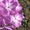 Хризантема, флоксы, всё зимостойко, сам выращиваю  - Изображение #3, Объявление #1095468