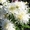 Хризантема, флоксы, всё зимостойко, сам выращиваю  - Изображение #8, Объявление #1095468