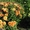 Хризантема, флоксы, всё зимостойко, сам выращиваю  - Изображение #9, Объявление #1095468