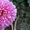 Хризантема, флоксы, всё зимостойко, сам выращиваю  - Изображение #7, Объявление #1095468