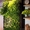 Вертикальное Озеленение, Озеленение Интерьера от 50000 рублей м2 - Изображение #4, Объявление #1139879