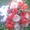 Цветы, розы, игрушки из цветов, большой выбор, букет невесты в СПб - Изображение #2, Объявление #1136130