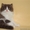Шотландские котики хайленд страйт 2 месяца биколор - Изображение #1, Объявление #1172885