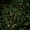 Травяные чаи Кавказа,  Ароматный Саган Дайля в СПб оптом. Свежий урожай #1179896