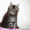 Котёнок  Мейн-кун, предлагается - Изображение #5, Объявление #1205622