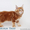 Котёнок  Мейн-кун, предлагается - Изображение #2, Объявление #1205622